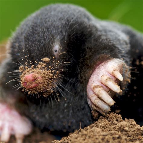 do moles have eyes|types of moles animals.